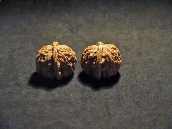 Pair of Matched Chinese Collection Walnuts (White Lion Wide) 45x35mm il_794xN.1551758402_qnl1