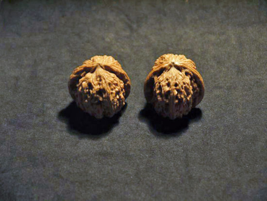 Pair of Matched Chinese Collection Walnuts (White Lion Wide) 45x35mm il_794xN.1551758438_aig1