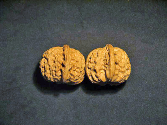 Pair of Matched Chinese Collection Walnuts (White Lion Wide) 45x35mm il_794xN.1551758522_60ek