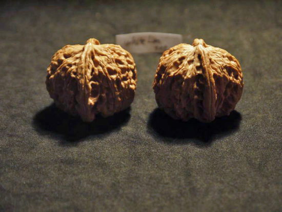 Pair of Matched Chinese Collection Walnuts (White Lion Wide) 45x35mm il_794xN.1551758614_qpln