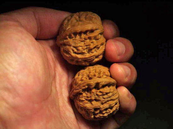 Pair of Matched Chinese Collection Walnuts (White Lion Wide) 45x35mm 