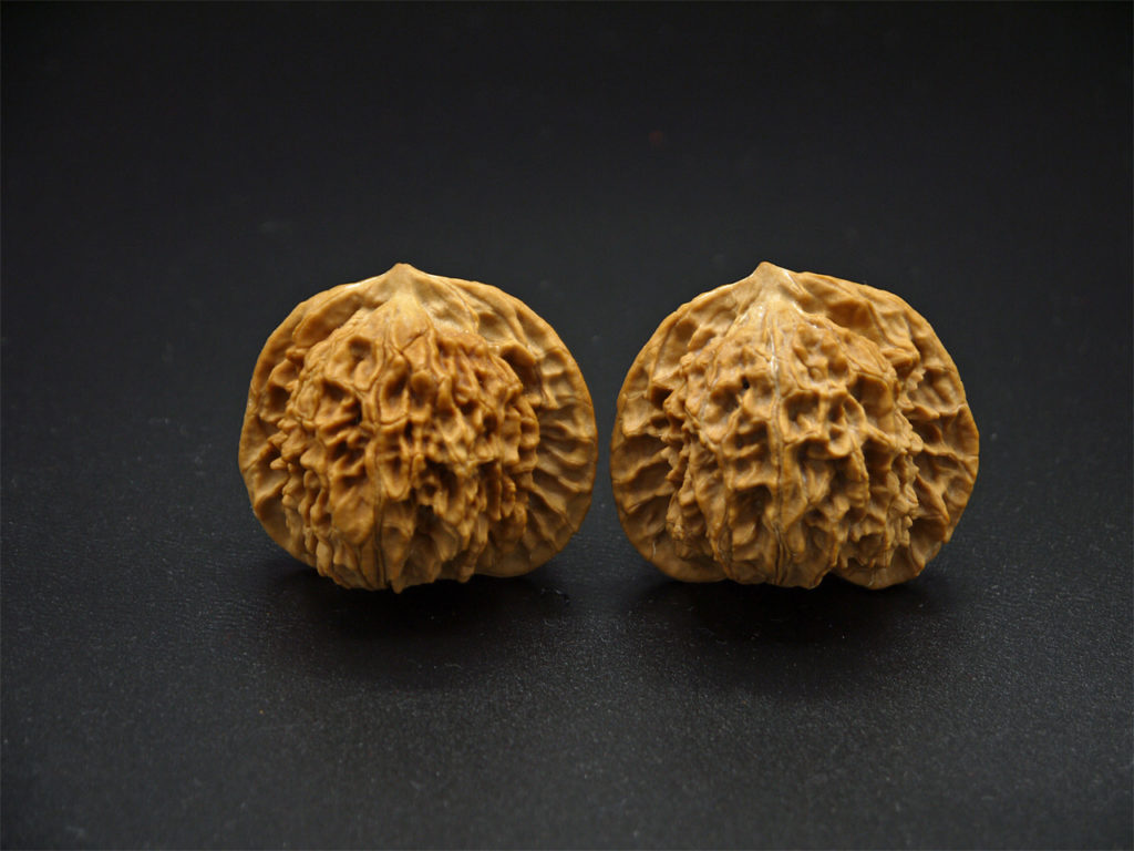 Pair of Matched Walnuts P1100288
