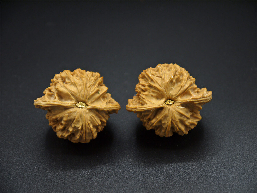 Pair of Matched Walnuts P1100291