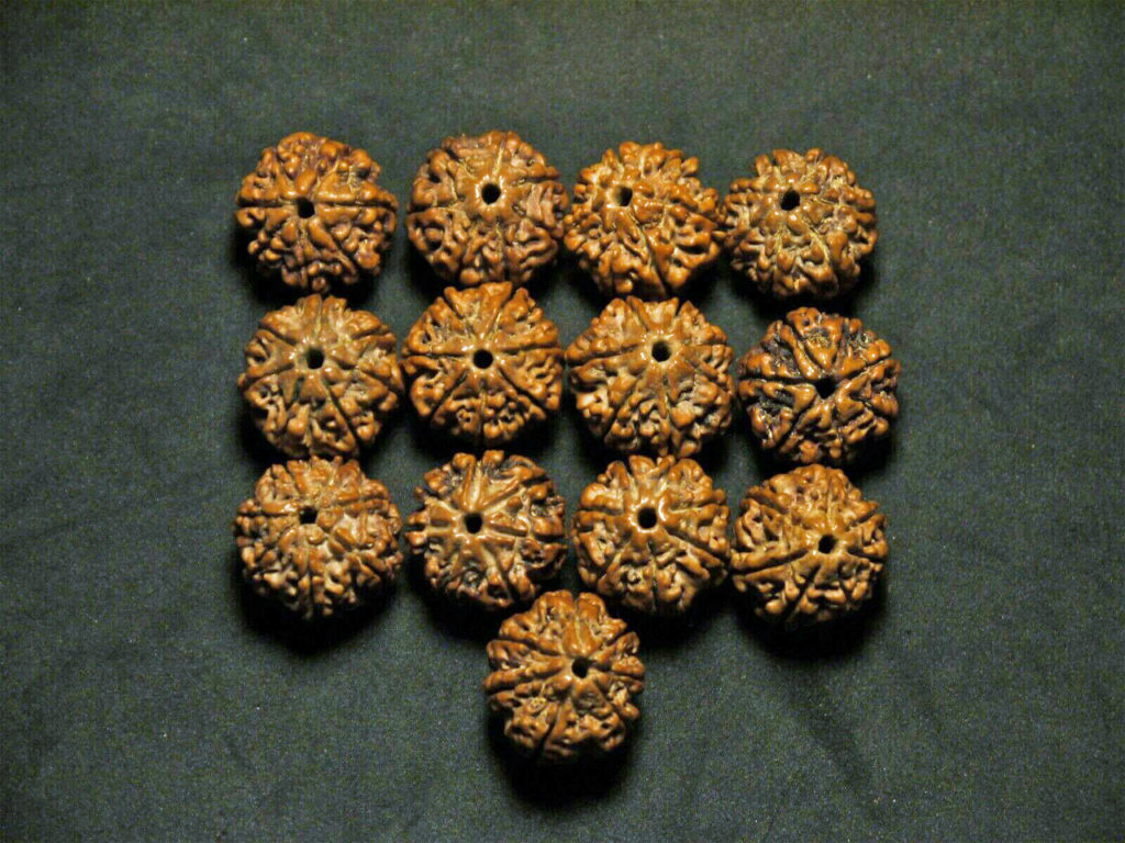 Rudraksha Seeds, 7 Face, 18-19mm from Nepal 03T165907
