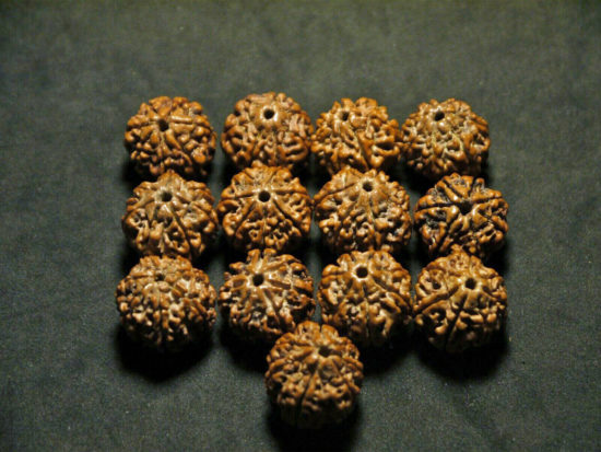Rudraksha Seeds, 7 Face, 18-19mm from Nepal 03T165913