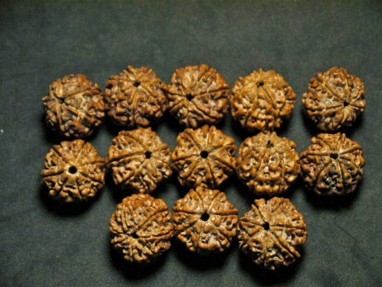 Rudraksha Seeds, 7 Face, 18-19mm from Nepal 03T165918