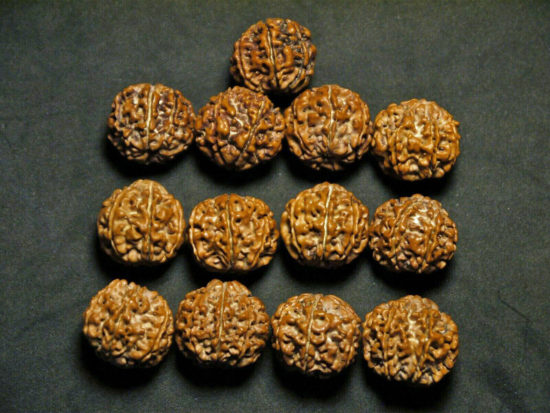 Rudraksha Seeds, 7 Face, 18-19mm from Nepal 03T165923