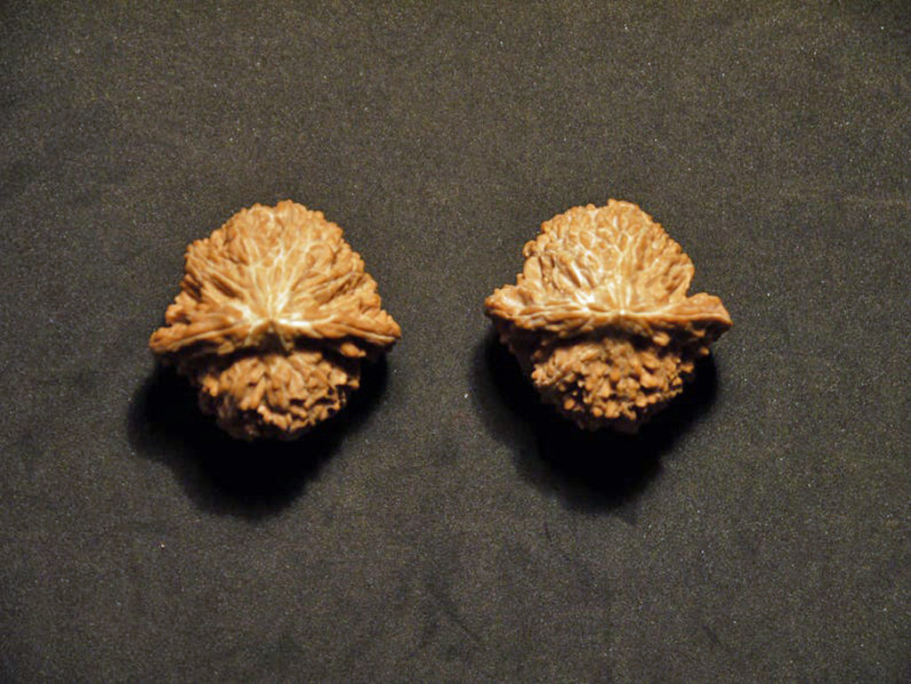 Walnuts, Matched Pair, (Dragon Egg) 37mm x 36mm 1415987356