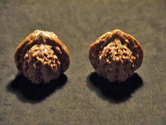 Walnuts, Matched Pair, (Dragon Egg) 37mm x 36mm 1415987364