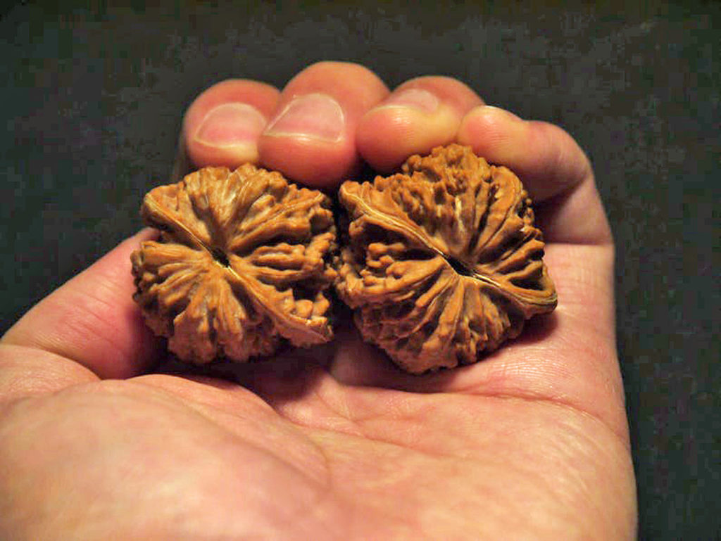 Walnuts, Matched Pair, (Dragon Egg) 37mm x 36mm 1415987554