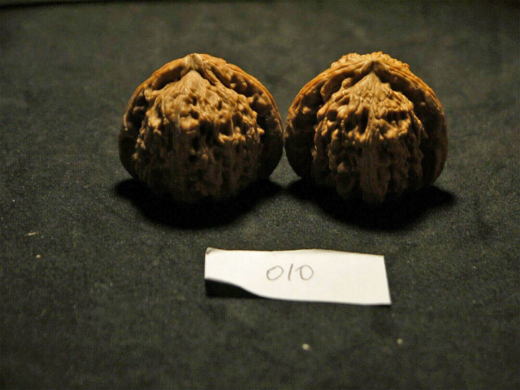 Walnuts, Matched Pair, Chinese Collection (White Lion) 40x25mm 2019-07-09T210230