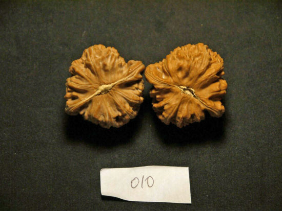 Walnuts, Matched Pair, Chinese Collection (White Lion) 40x25mm 2019-07-09T210248