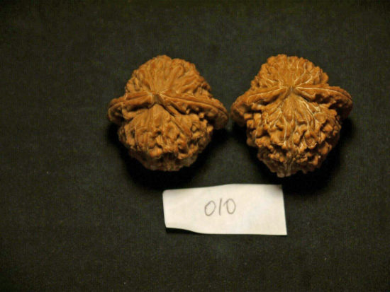 Walnuts, Matched Pair, Chinese Collection (White Lion) 40x25mm 2019-07-09T210254
