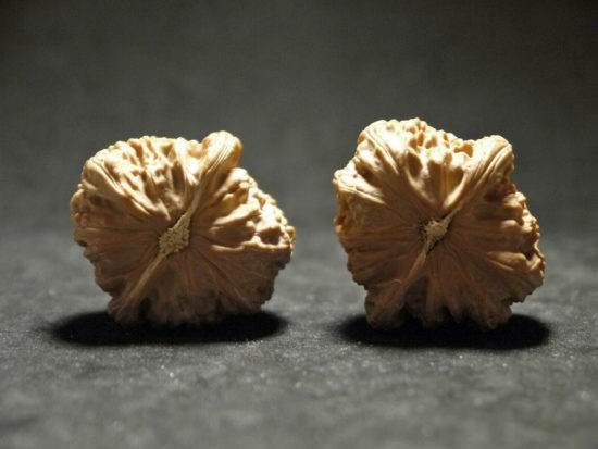 Walnuts, Matched Pair, White Lion 40x36mm 2019-07-09T153242