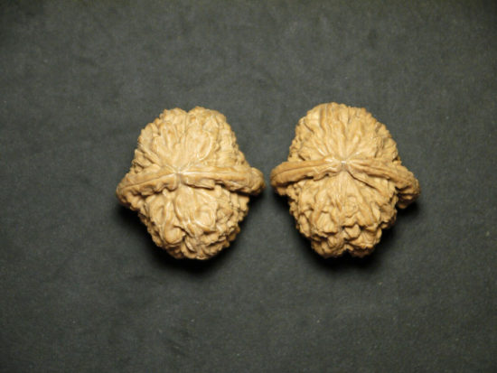 Walnuts, Matched Pair, White Lion 40x36mm 2019-07-09T153303