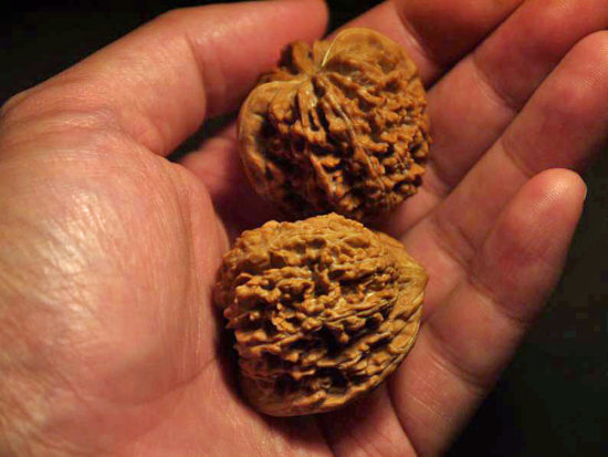 Walnuts, Matched Pair, (Dragon Egg) 36mm x 38mm 1552014126