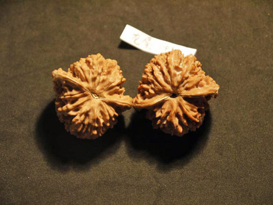 Walnuts, Matched Pair, (Dragon Egg) 36mm x 38mm 1599468589