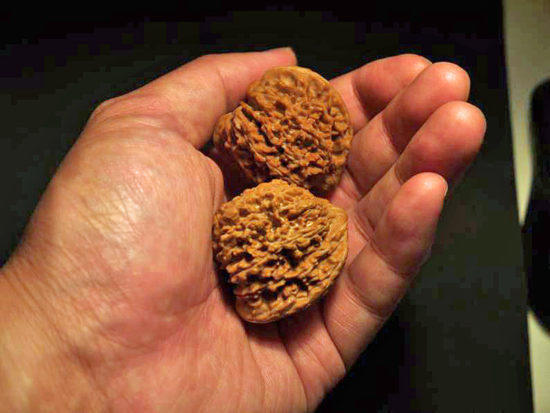Walnuts, Matched Pair, (Dragon Egg) 36mm x 38mm 1599468675
