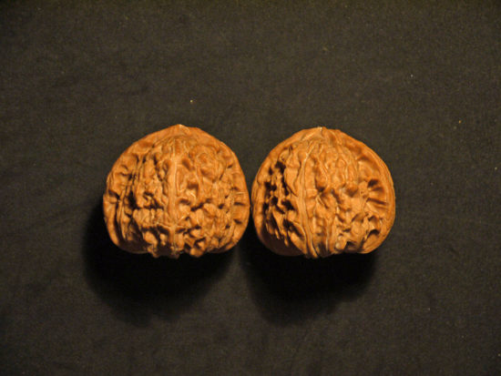 Walnuts, Matched Pair, X-Large, (White Lion) 45mm x 39mm 1577071480
