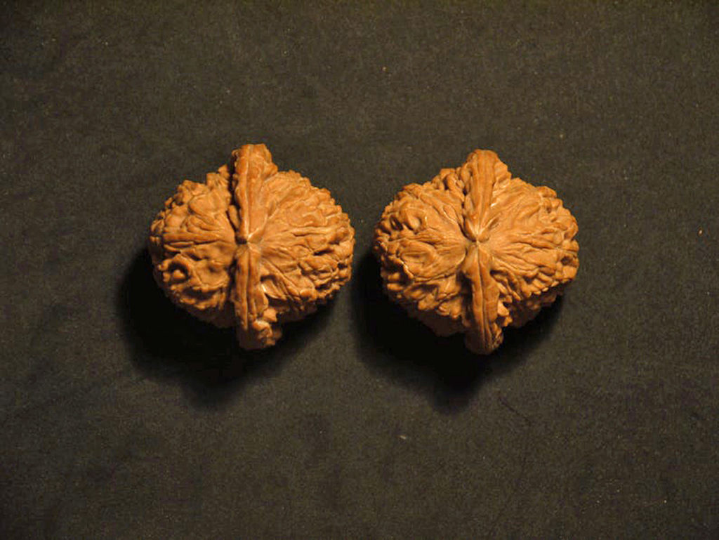 Walnuts, Matched Pair, X-Large, (White Lion) 45mm x 39mm 1624516973