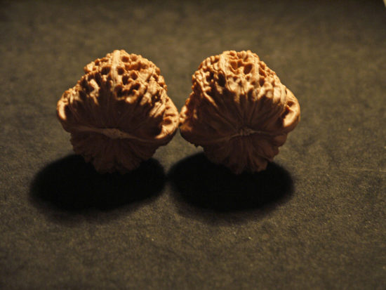 Walnuts, Matched Pair, X-Large, (White Lion) 45mm x 39mm 1624517401