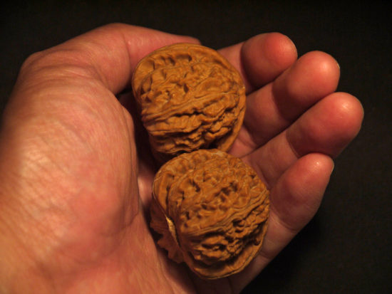 Walnuts, Matched Pair, X-Large, (White Lion) 45mm x 39mm 1624517467