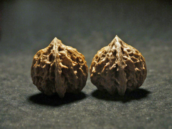 Walnuts, Matched, Chinese Collection, Fine/Petite (Dragon Egg) 2019-08-16T132119