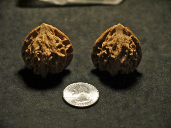 Walnuts, Matched Pair, Chinese Collection, Tear Drop 16T162826