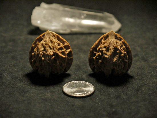 Walnuts, Matched Pair, Chinese Collection, Tear Drop 16T162830