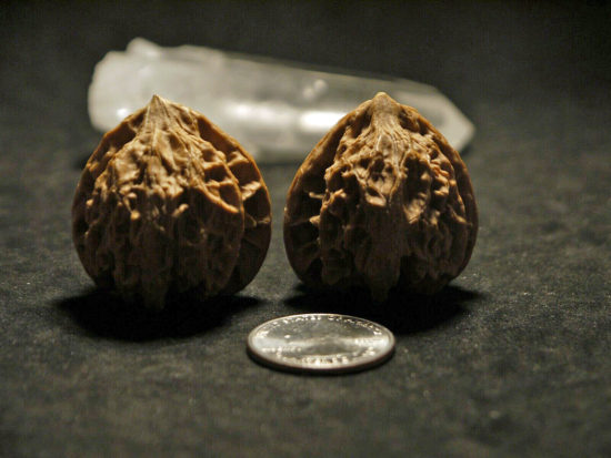 Walnuts, Matched Pair, Chinese Collection, Tear Drop 16T163051