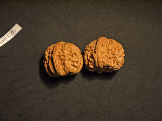 Matched Chinese Collection Walnuts White Lion X-Large il_fullxfull.1595481387_dwvn