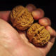 Pair of Matched Chinese Collection Walnuts (White Lion Wide) 45x35mm il_794xN.1551758708_j408
