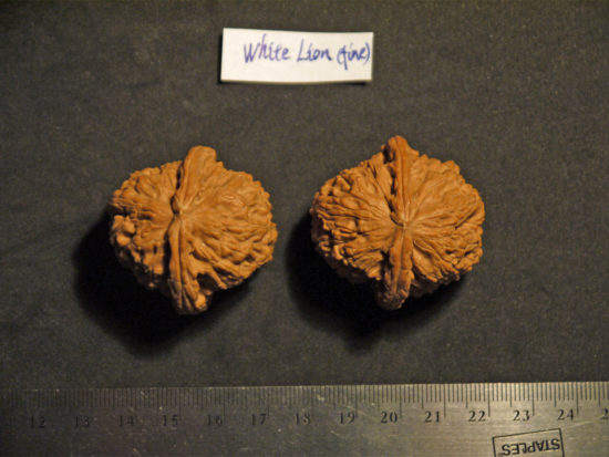Pair of Matched Chinese Collection Walnuts White Lion Fine il_fullxfull.1599472841_al21