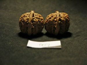 Walnuts Chinese Collection Fine (White Lion) 27T204408