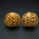 Walnuts, Pair, Chinese Walnut Collection (Dragon Imprint) 2019-07-12T150217