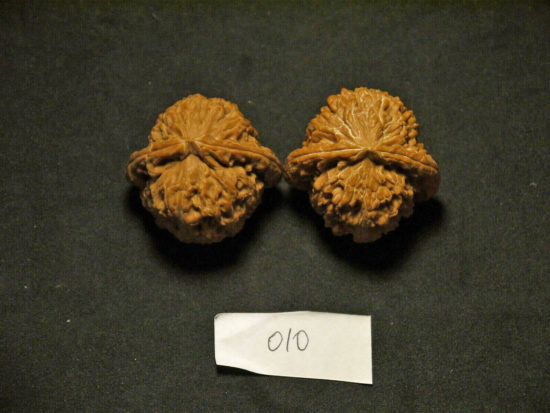 Walnuts, Matched Pair, Chinese Collection (White Lion) 40x25mm 2019-07-09T210222