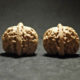 Walnuts, Matched Pair, White Lion 40x36mm 2019-07-09T153229