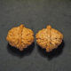 Walnuts, Pair, Chinese Collection X-Large 44mm x 41mm 1570603238