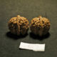 Walnuts, (White Lion), Matched Pair, Chinese Collection 2019-07-09T194733