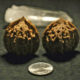 Walnuts, Matched Pair, Chinese Collection, Fine, Mid Size 16T143714