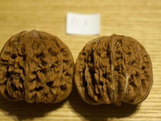 Walnut, Matched Pair, Chinese Collection (White Lion) 37mm x 37mm 2