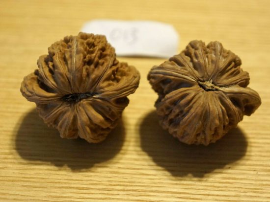 Walnut, Pair, Chinese Collection (White Lion) 013 5