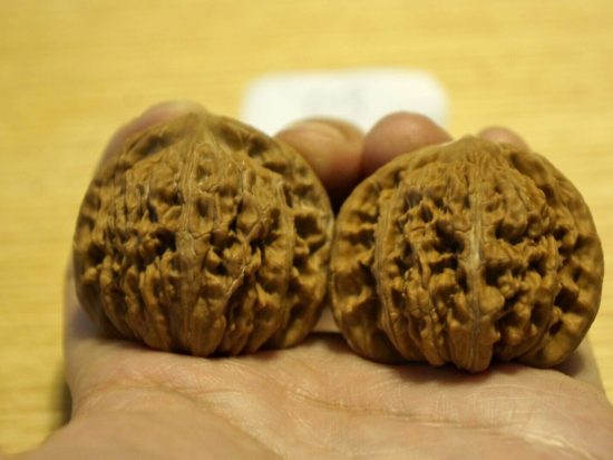 Walnut, Pair, Chinese Collection (White Lion) 013 7