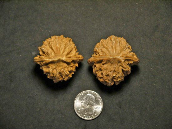 Walnut Pair Matched Chinese Collection 35mm x39.5mm 4