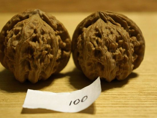 Walnuts, Matched Pair, Chinese Collection (White Lion Fine) 40mm x 35mm 1