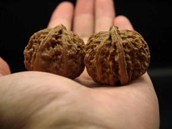 Walnuts, Matched Pair, Chinese Collection (White Lion) 39mm x 33mm 6