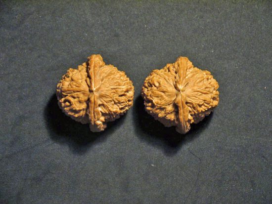 Walnuts Small Matched Pair White Lion 35mm x 31mm 0