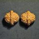 Walnuts Small Matched Pair White Lion 35mm x 31mm 0