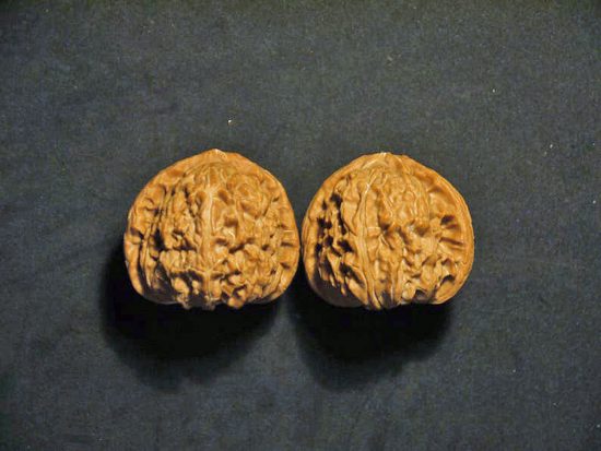 Walnuts Small Matched Pair White Lion 35mm x 31mm 3