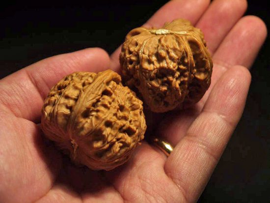 Walnuts Small Matched Pair White Lion 35mm x 31mm 4